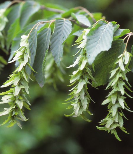 Carpinus laxiflora