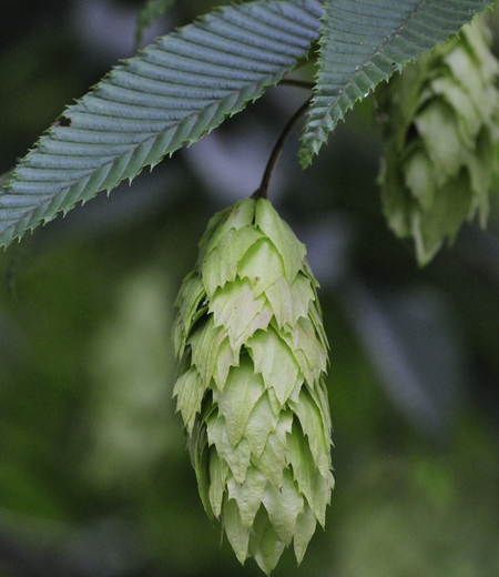 Carpes Japonesa (Carpinus Japónica)