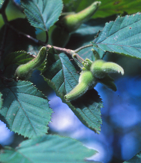 Corylus Sieboldiana