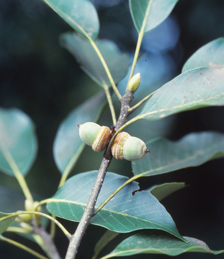 Quercus acuta