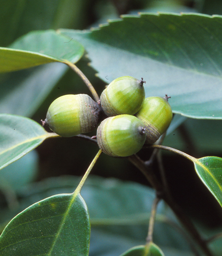 Quercus Glauca (Roble Azul Japonés)