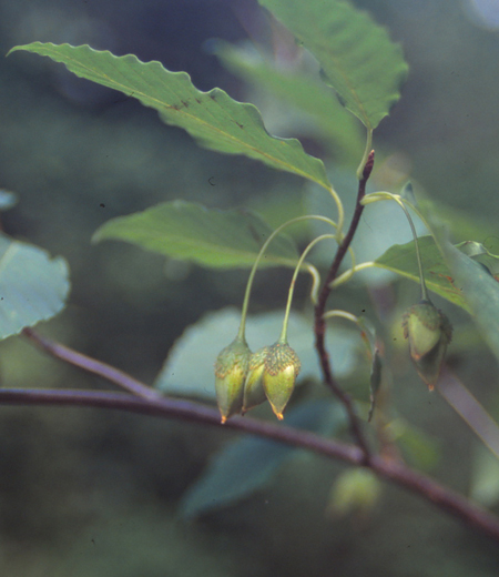 Fagus japonica