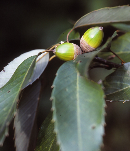 Quercus salicina