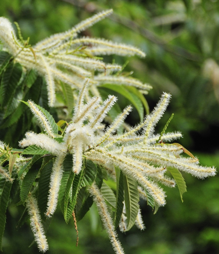 Castanea crenata (châtaignier crénelé)