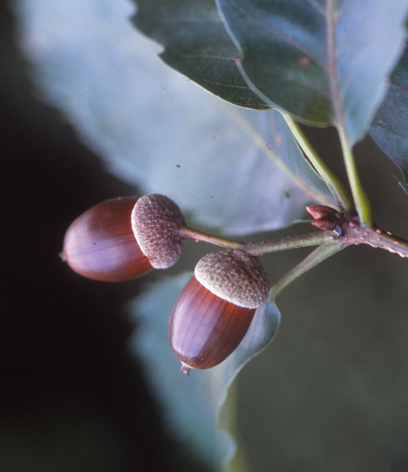 Quercus Serrata