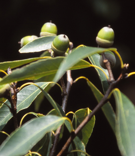 Roble de Hoja de Almez/ Roble de Hoja de Bambú (Quercus Myrsinaefolia)