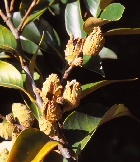 Castanopsis sieboldii