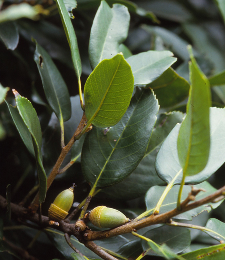 Quercus sessilifolia