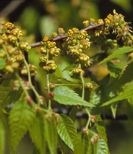 Zelkova serrata