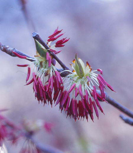 Euptelea polyandra