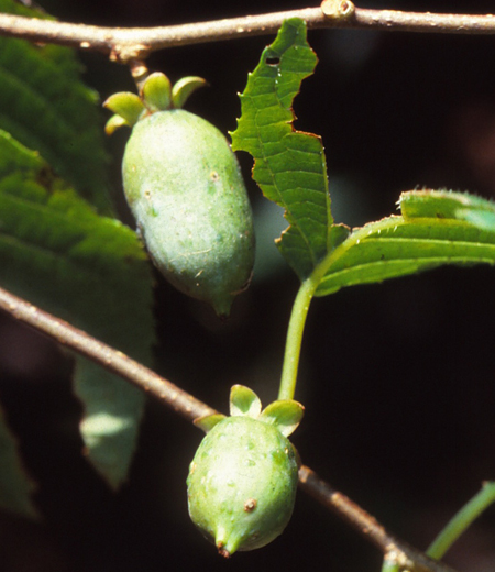 Actinidia polygama(Silvervine)