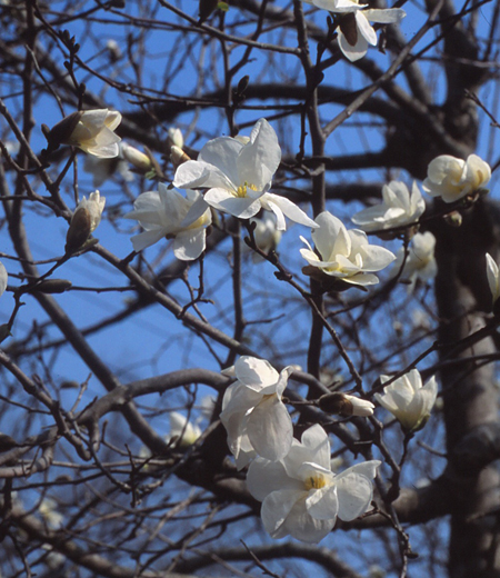 Magnolia praecocissima