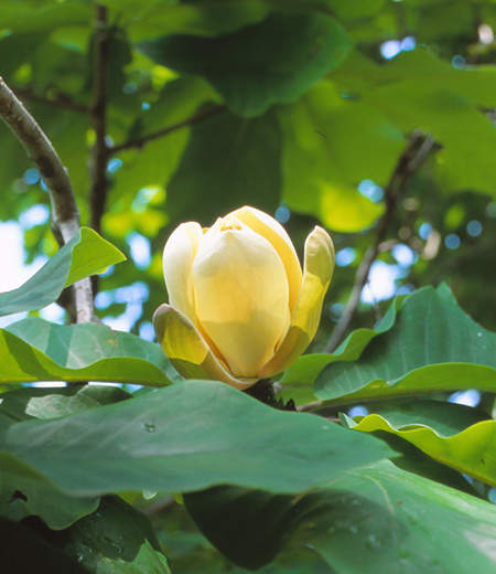 Magnolia Obovata (Magnolia Japonesa de Hojas Grandes)