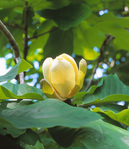 Magnolia obovata