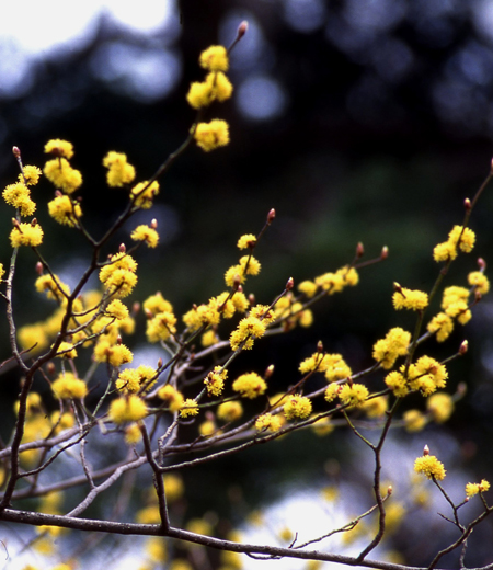 Lindera praecox