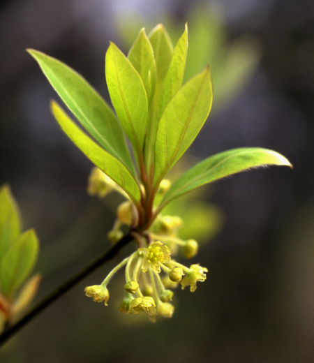 Lindera Umbellata