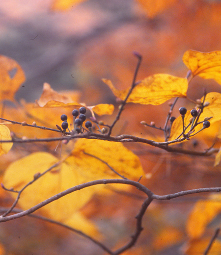 Lindera Obtusiloba (Japanese Spicebush)