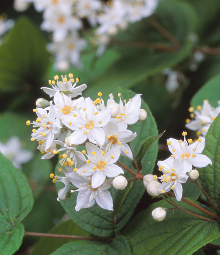 Deutzia scabra