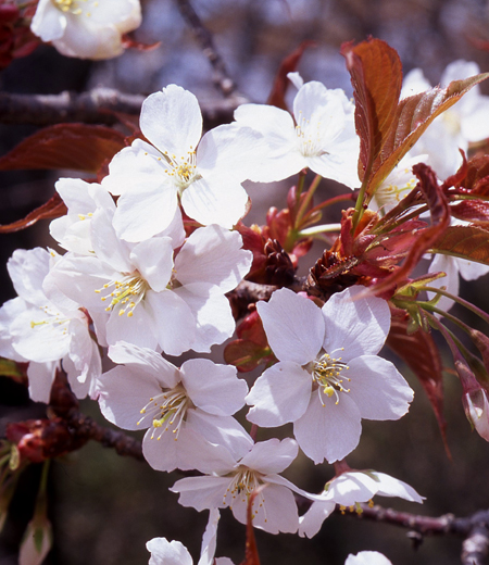 Prunus Jamasakura (Japanese Cherry)