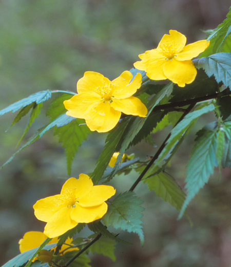 Kerria Japónica (Rosa Amarilla Japonesa)