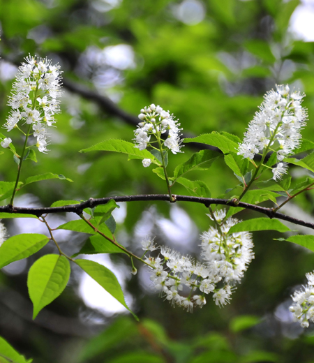 Prunus grayana