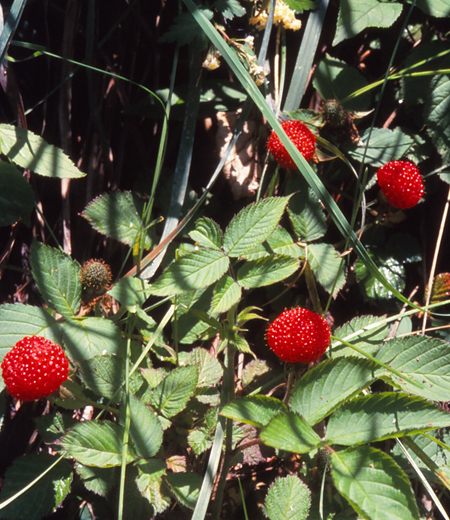 Rubus hirsutus(Raspberry)
