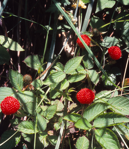 Rubus hirsutus