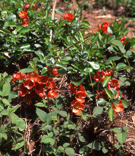 Chaenomeles Japonica