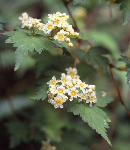 Stephanandra Incisa