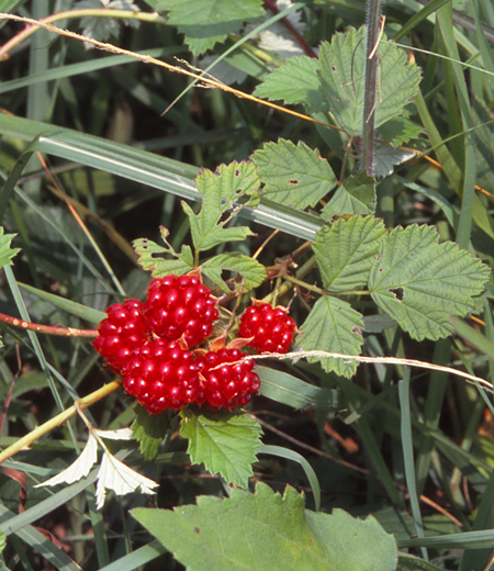 Rubus parvifolius