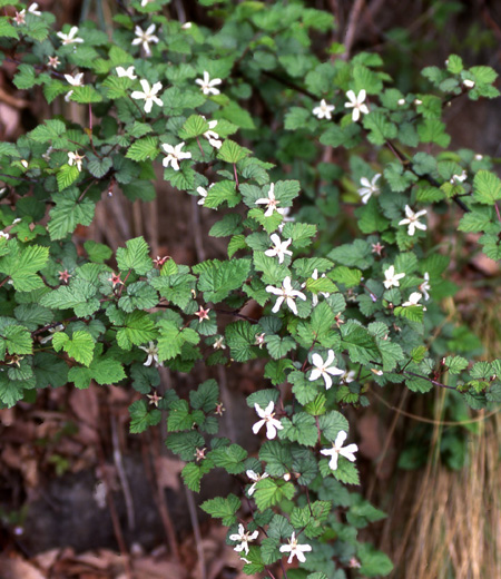 Rubus Microphyllus (Fresa Amarga)