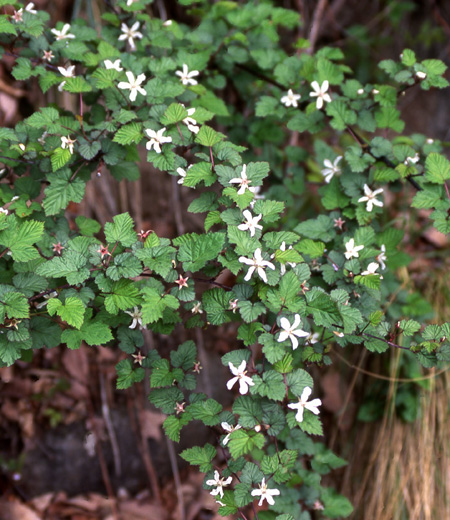 Rubus microphyllus