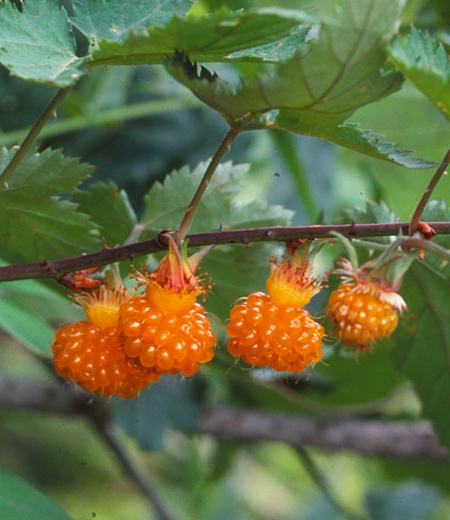 Rubus palmatus var. coptophyllus