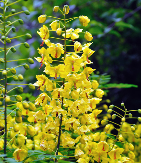 Caesalpinia decapetala var. japonica