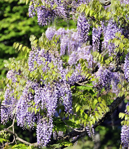 Wisteria Floribunda (Wisteria Japonesa)