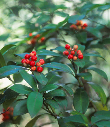 Skimmia japonica