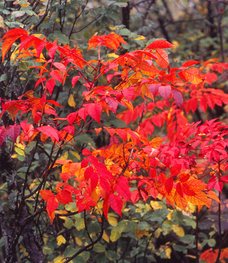 Rhus Trichocarpa