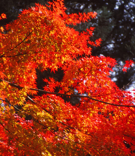 Acer palmatum / Érable palmé