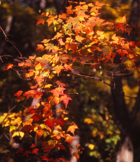 Acer Crataegifolium