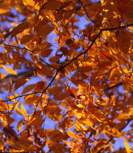 Acer Carpinifolium (Arce de Hojas de Carpe)