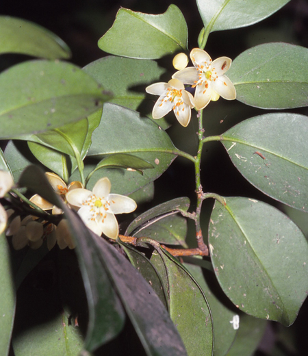 Cleyera japonica / Sakaki