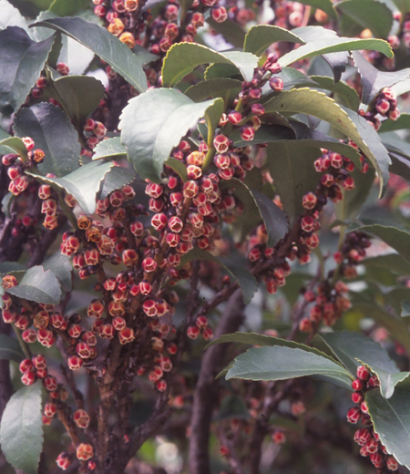 Eurya Japonica (Torreya Nucifera)