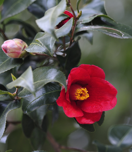 Camellia japonica var. japonica / Camélia du Japon