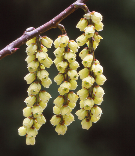 Stachyurus Praecox