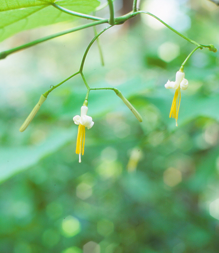 Alangium Platanifolium Var Trilobum