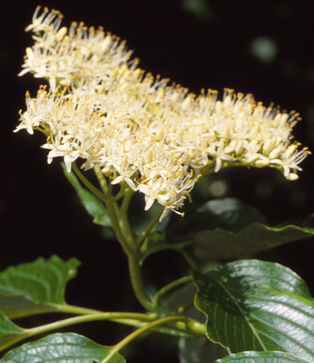 Cornus controversa