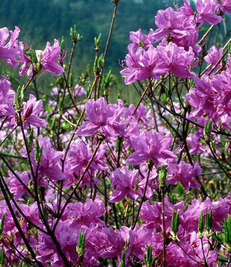 Rhododendro Dilatatum, Azalea Dilatatum (Rhododendoron Dilatatum)