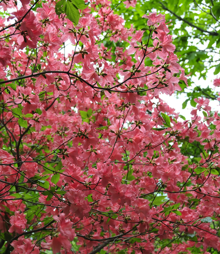 Rhododendron kaempferi