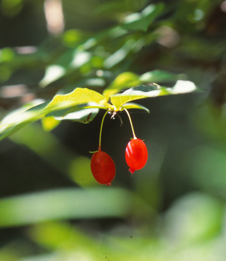 Lonicera gracilipes var. glabra