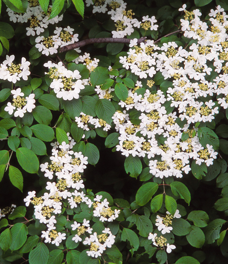 Viburnum Plicatum